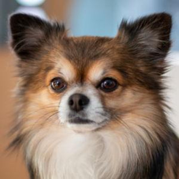 Puppy Fund!!