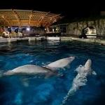 Mystic Aquarium