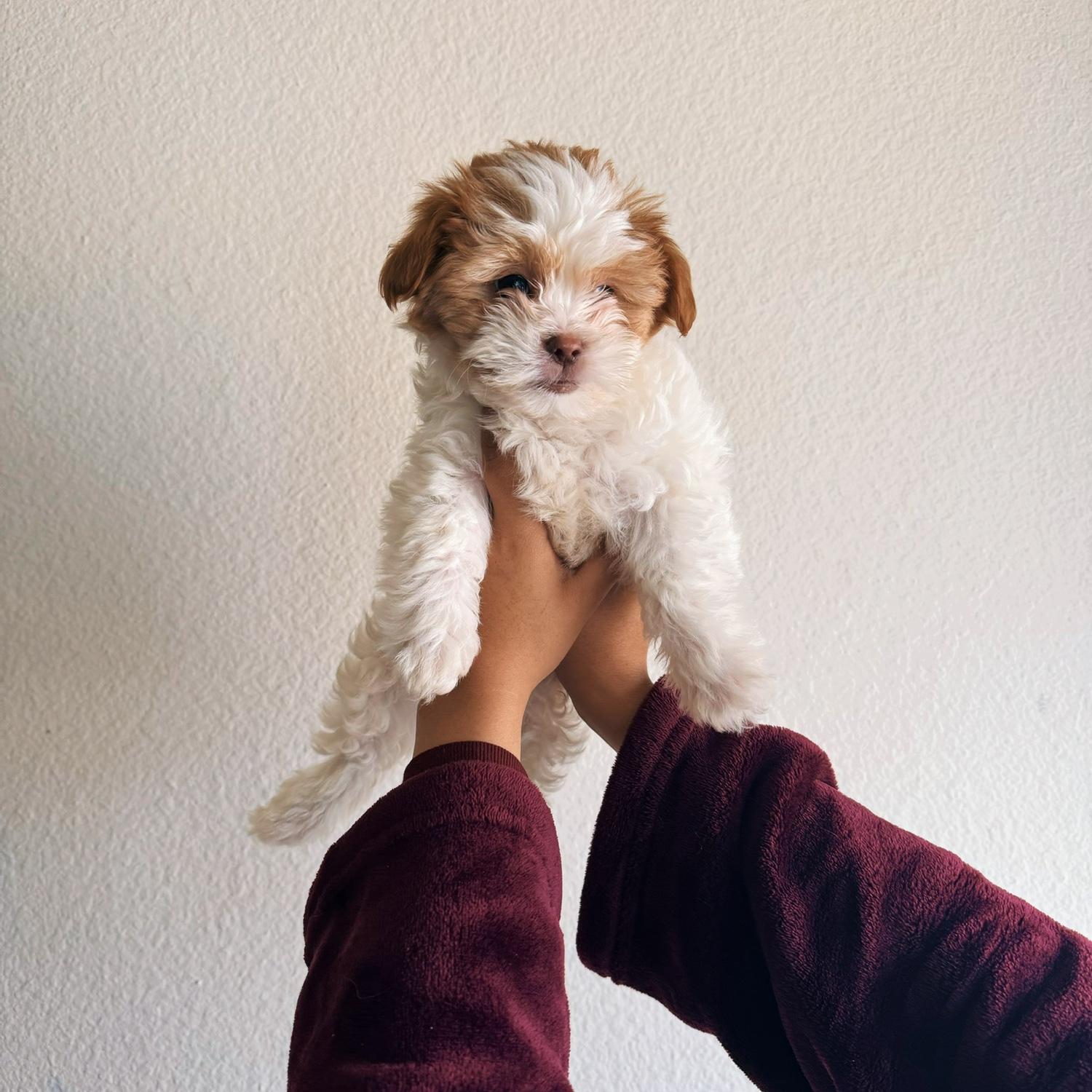 Our second baby, Chewie (short for Chewbacca). March 2024. Nuestro segundo bebe, Chewie 2024