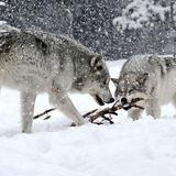 Grizzly & Wolf Discovery Center