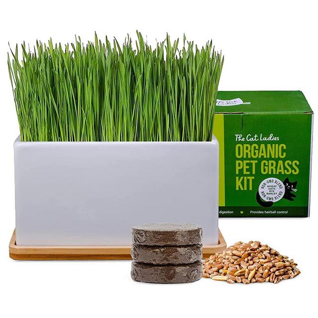 Organic Cat Grass Growing kit with Organic Seed Mix, Soil and Ceramic Planter with Bamboo Tray. Natural Hairball Control and Remedy.