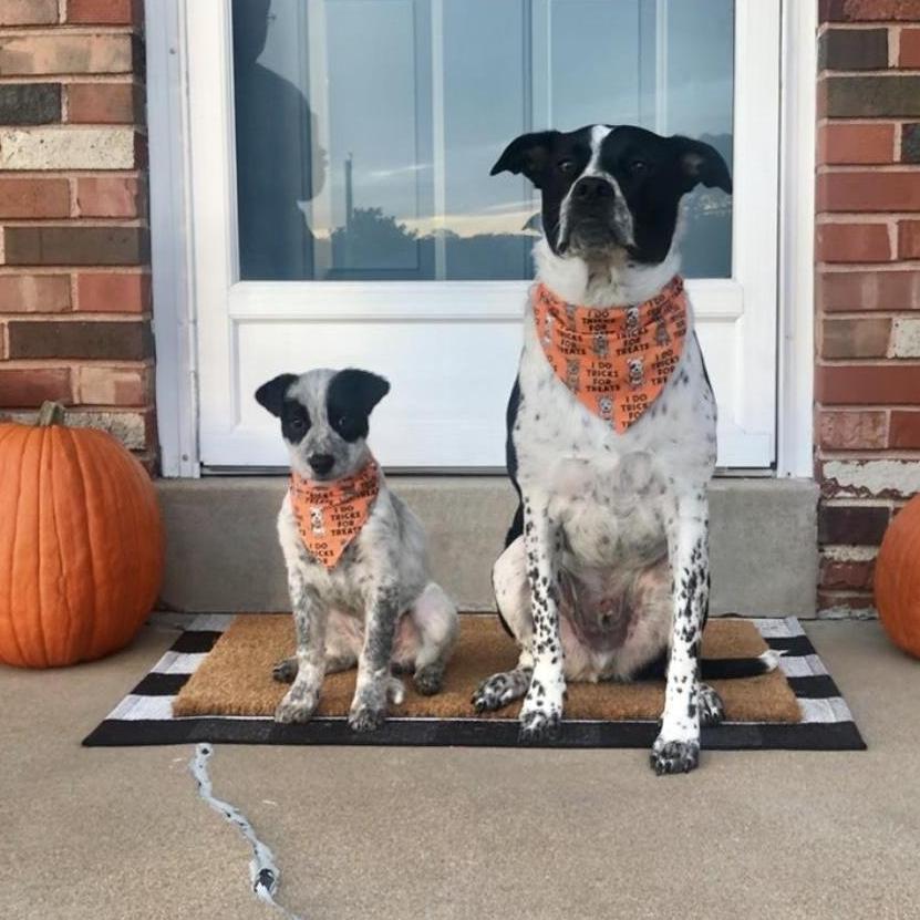 Our babies, Loki and Luna

October 2020