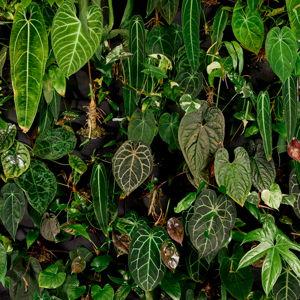 Plant Fund