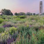 Oudolf Garden Detroit