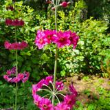 Bloedel Reserve