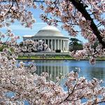 The National Cherry Blossom Festival
