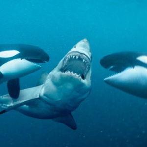 Whale Watching Tour
