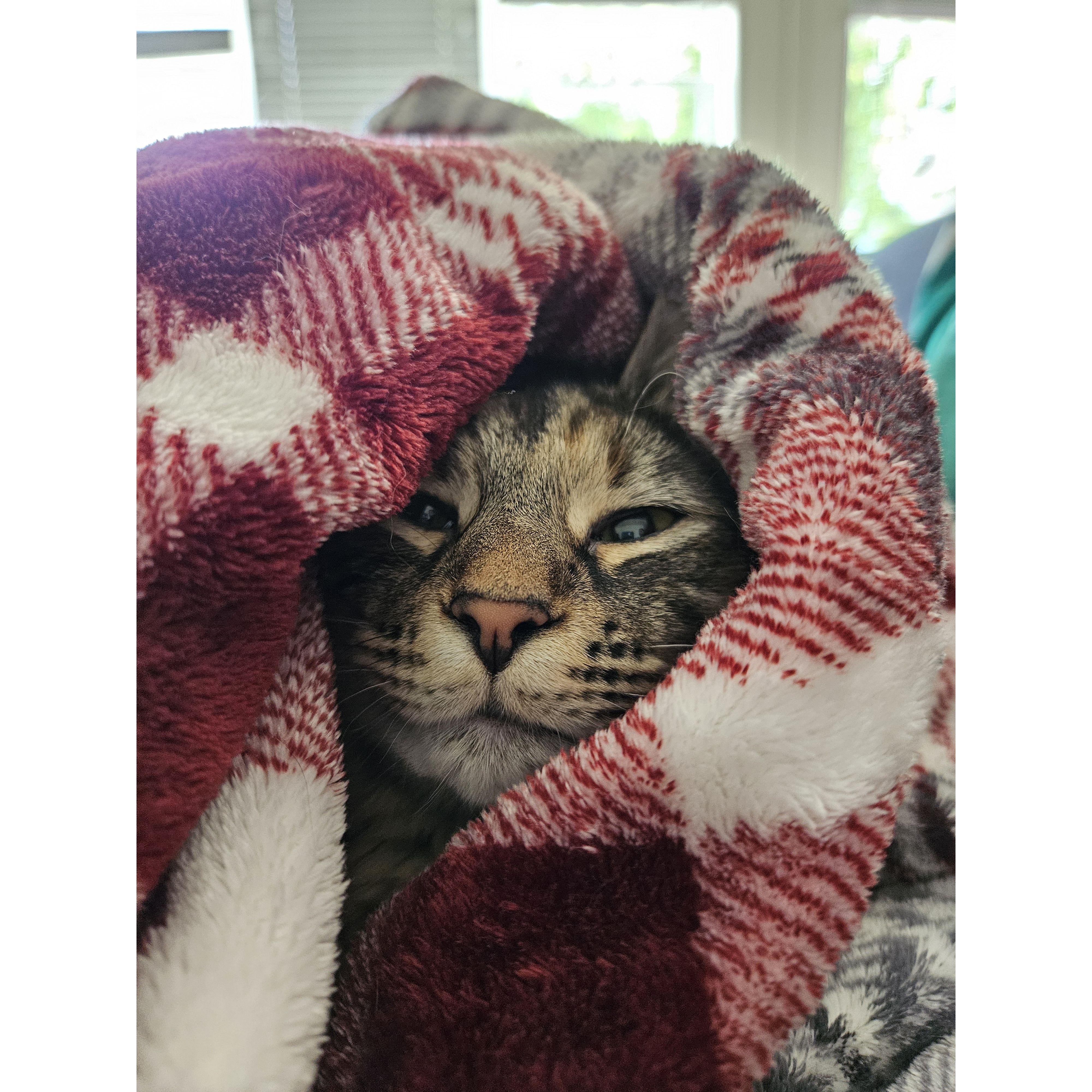 Lynx