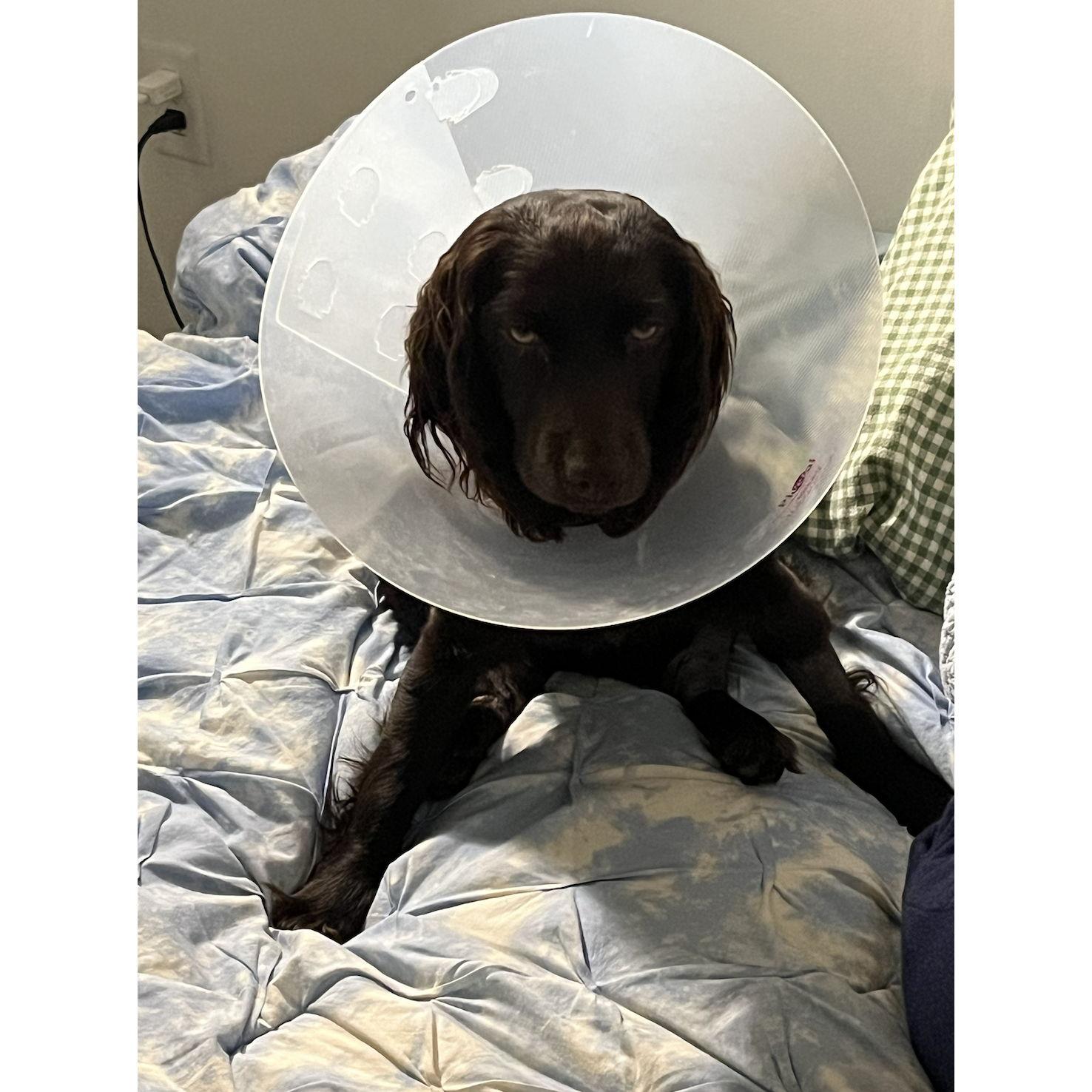 All work and no play makes Sylvia a dull puppy.