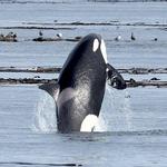 Prince of Whales Whale & Marine Wildlife Adventures Victoria