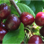 Go cherry picking