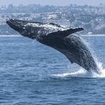 Dana Wharf Whale Watching Dana Point