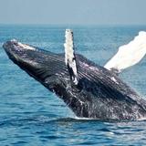 Boston Harbor Whale Watching