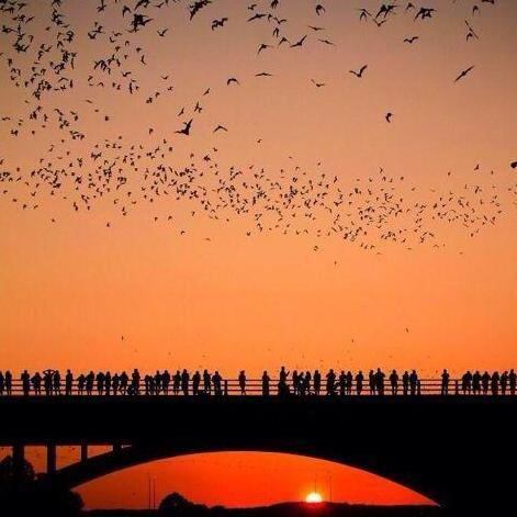 Watch the bats on the South Congress Bridge