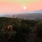 Manousakis Winery