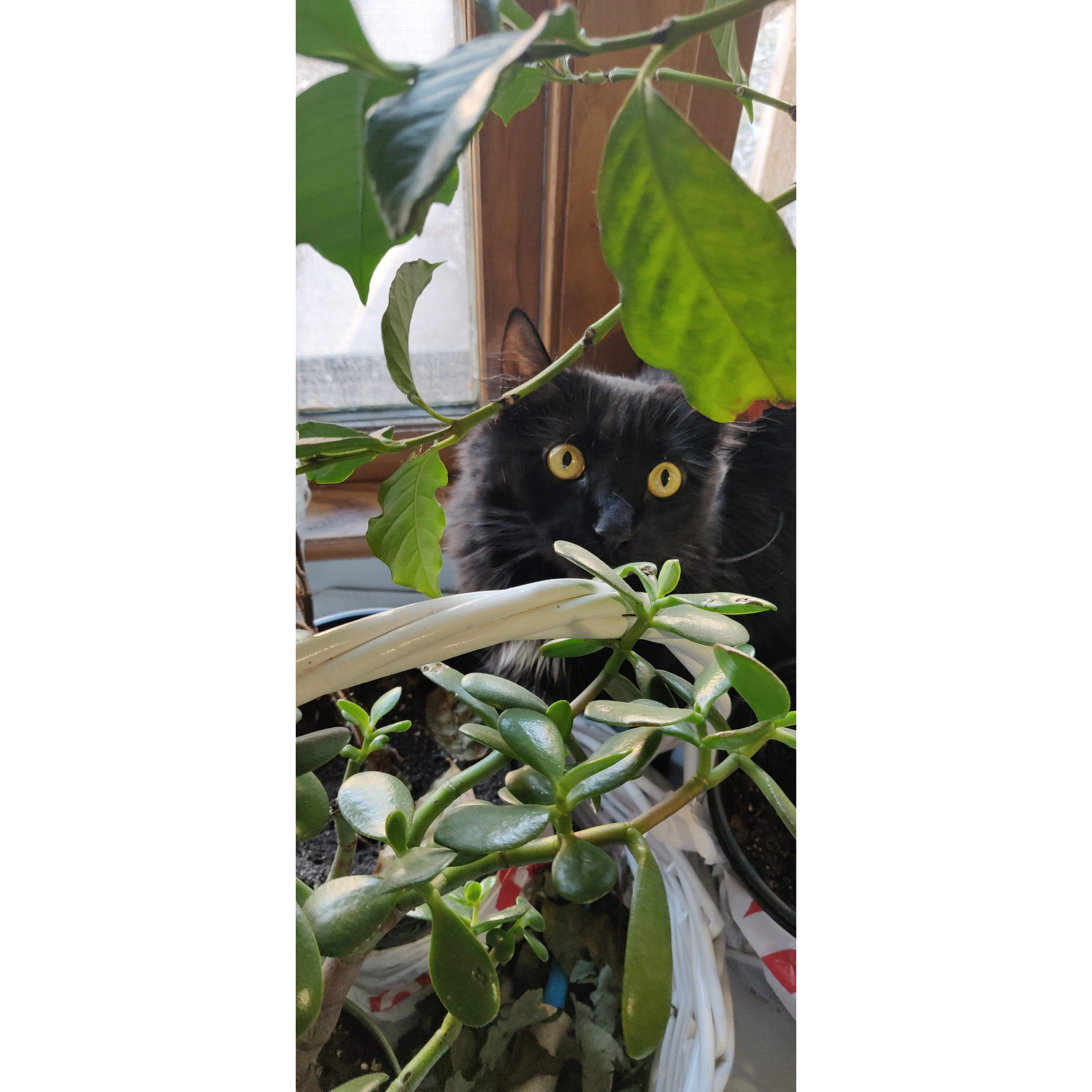 We found our pretty kitty Charlie on campus, Tobey is her favorite person