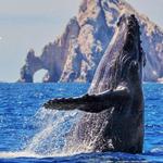 Cabo Whale Watching