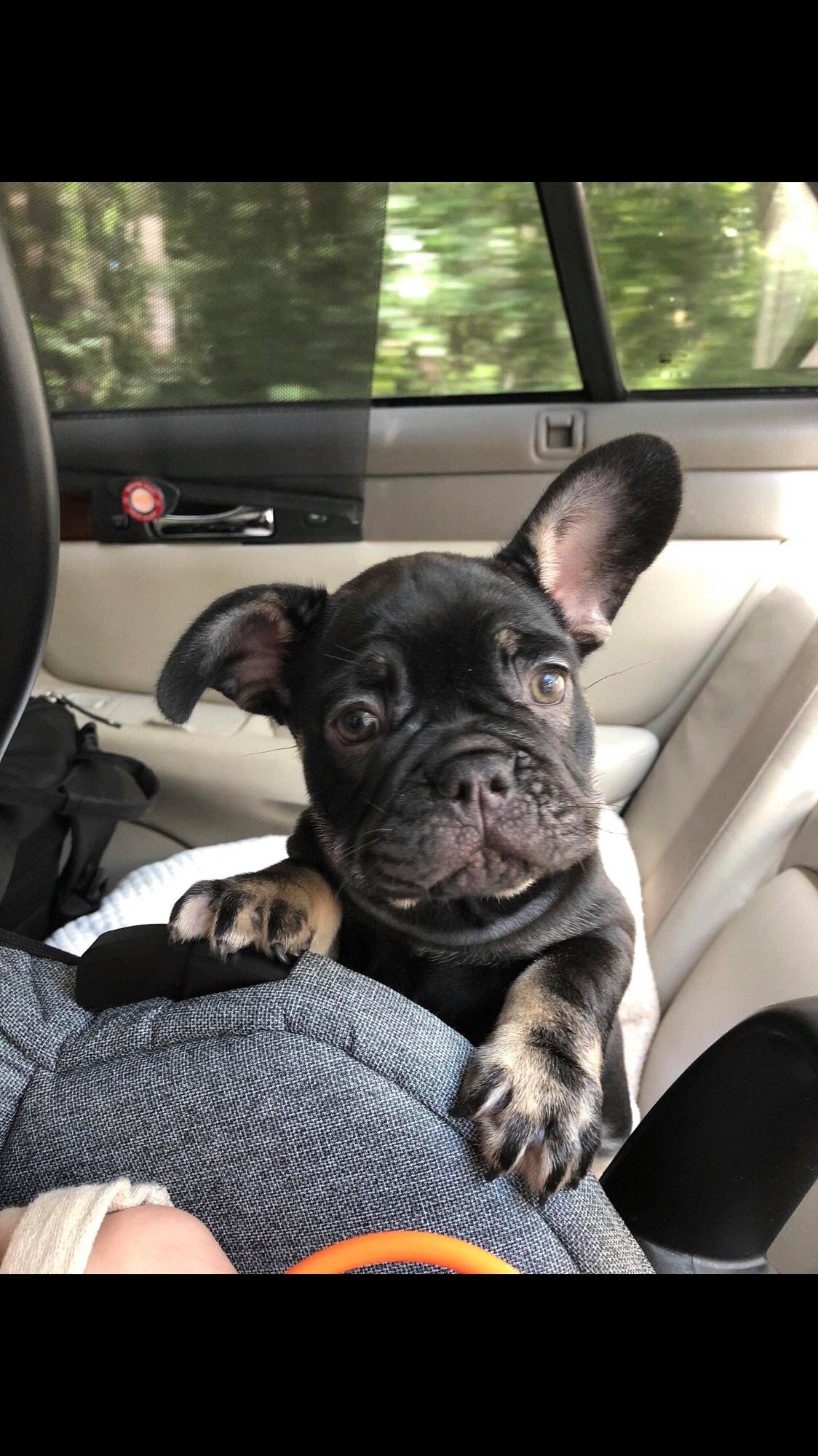 Our newest family member on her way to meet us - CoraLu.