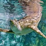 Shedd Aquarium