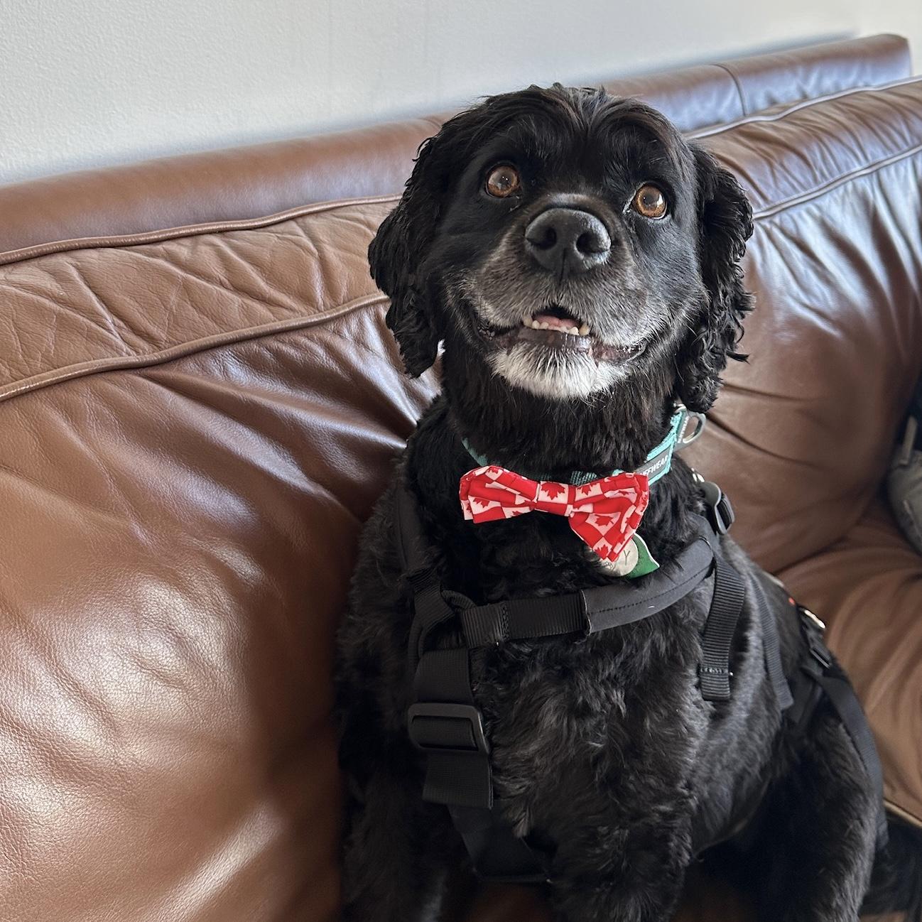 Rudy celebrating Canada Day - 2024