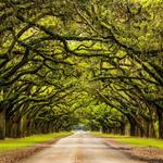 Wormsloe Historic Site