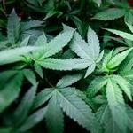 Smoke weed...It's legal