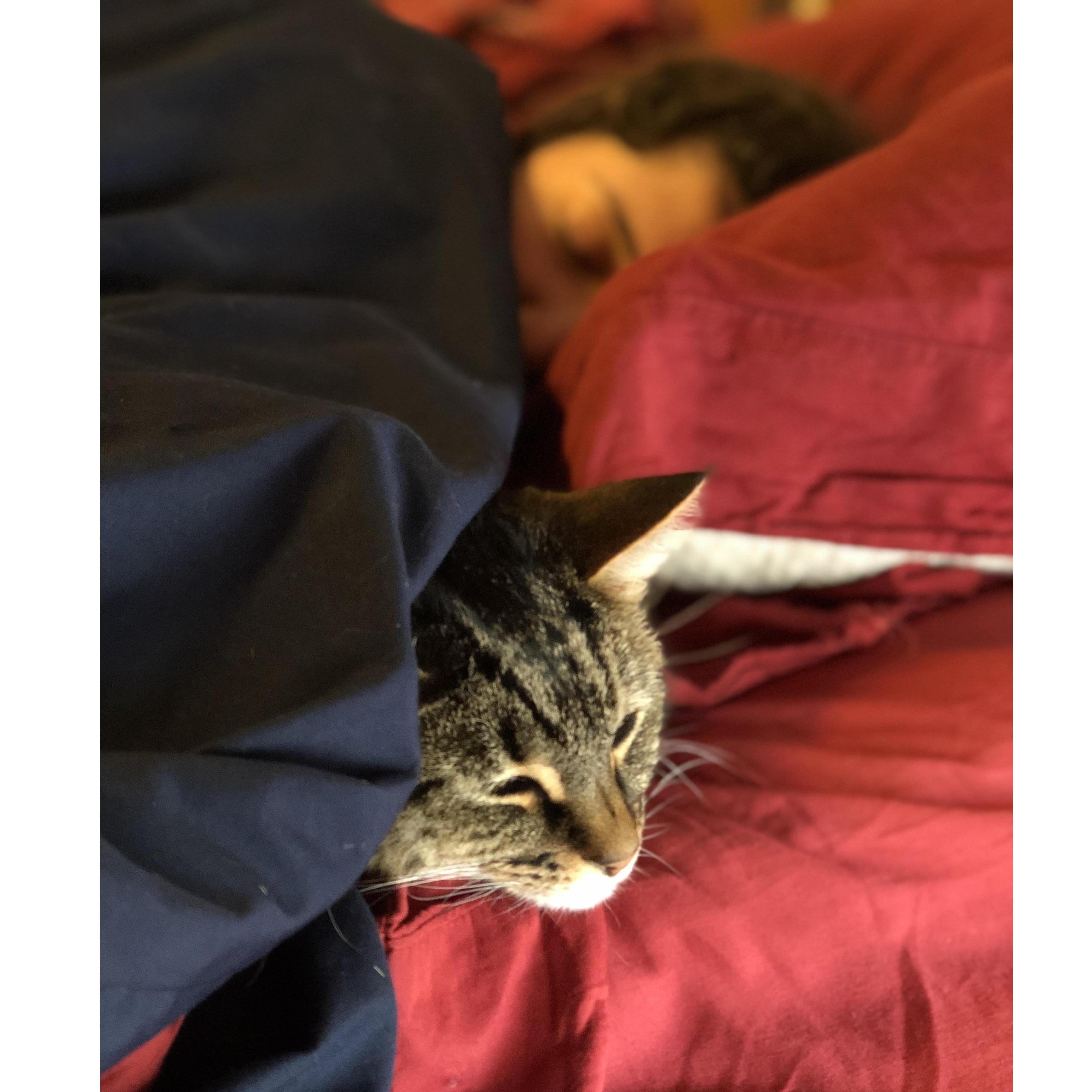 Our sweet kitty Boba