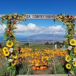 Kula Country Farms