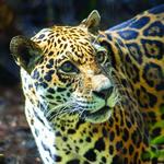 Brevard Zoo