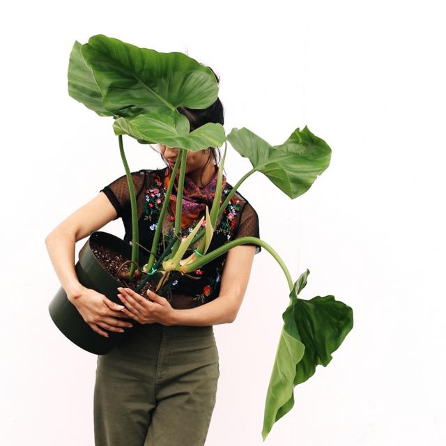 Philodendron Giganteum