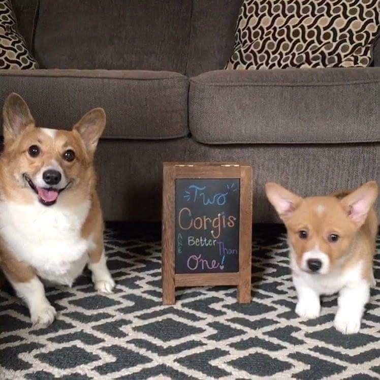 Our corgi babies, Talley and Bertie