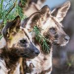 The Living Desert Zoo and Gardens
