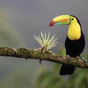 Birdwatching near the Arenal Volcano