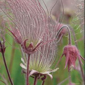 Prairie Smoke (Geum triflorum)