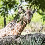 Fort Worth Zoo