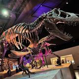 Houston Museum of Natural Science