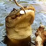 Honey Island Swamp Tours