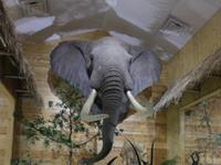 Beavers Bend Wildlife Museum