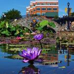 Carroll Creek Park