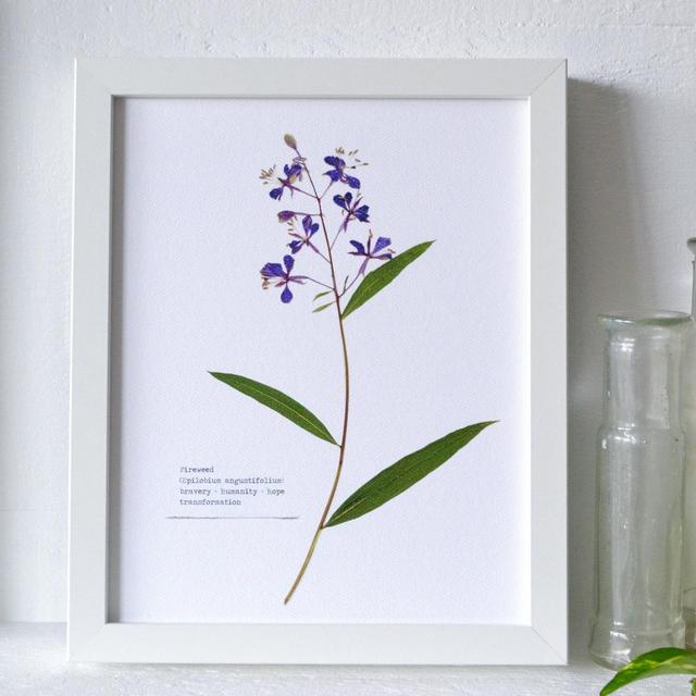 Fireweed Pressed Flower Print | 8 x 10 Botanical Print | Flower Symbolism: bravery; humanity; hope; transformation