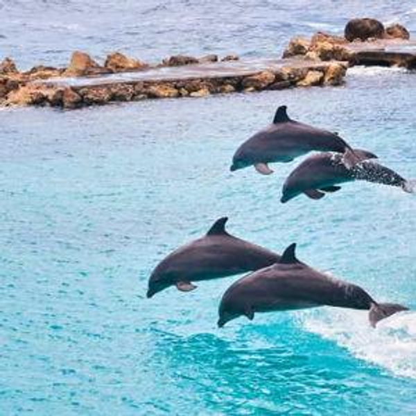 Dolphin Swim