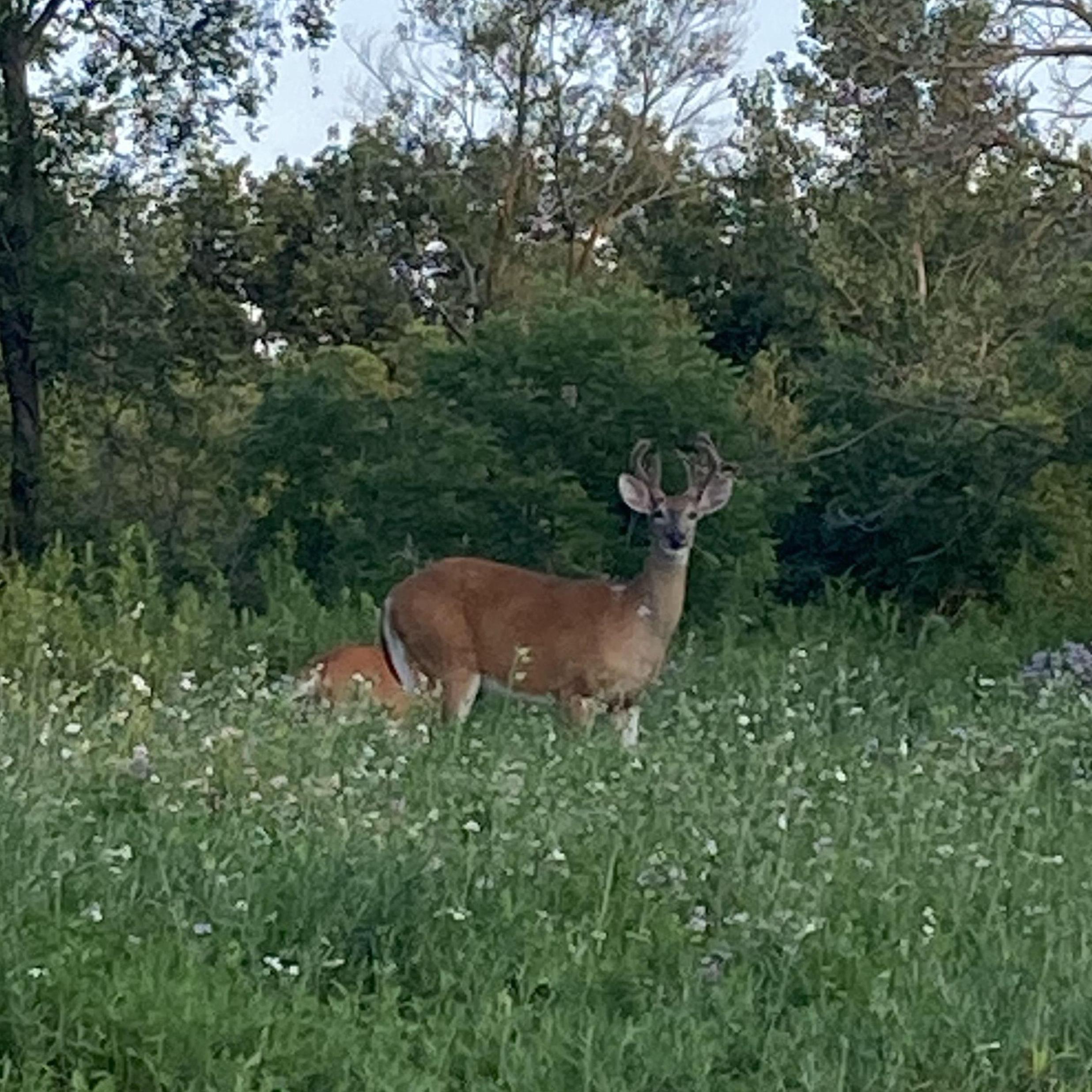 Wildlife at Thompson County Park