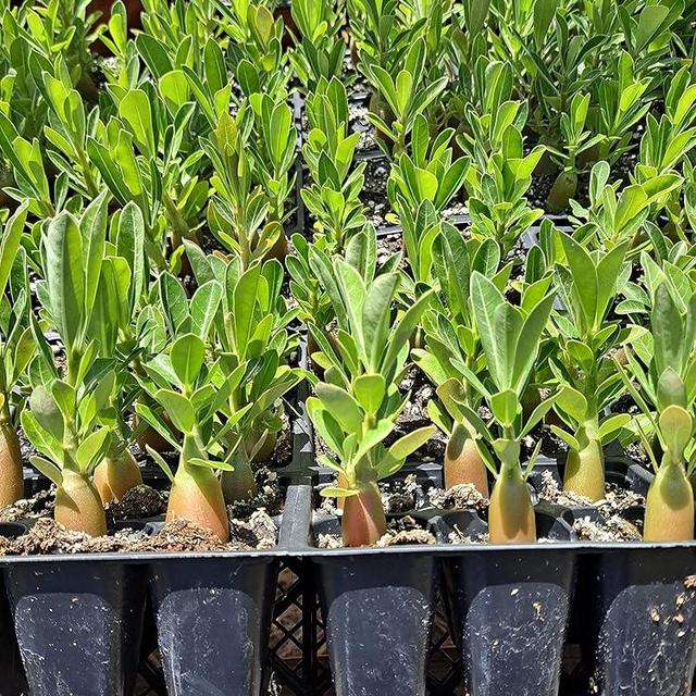 Desert Rose Adenium Obesum seedlings Bundle of 3 Plants 3-4 inches Tall. Colors Unknown