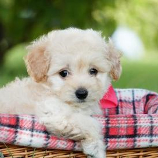 Our New Puppy