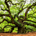 Angel Oak Tree