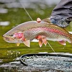 Guided Fly Fishing