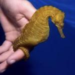 Seahorse Farm ⸺ ACTIVITY