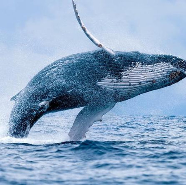 From Maalaea: Whale Watching Tour Aboard the Quicksilver