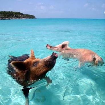 Swim with the Pigs