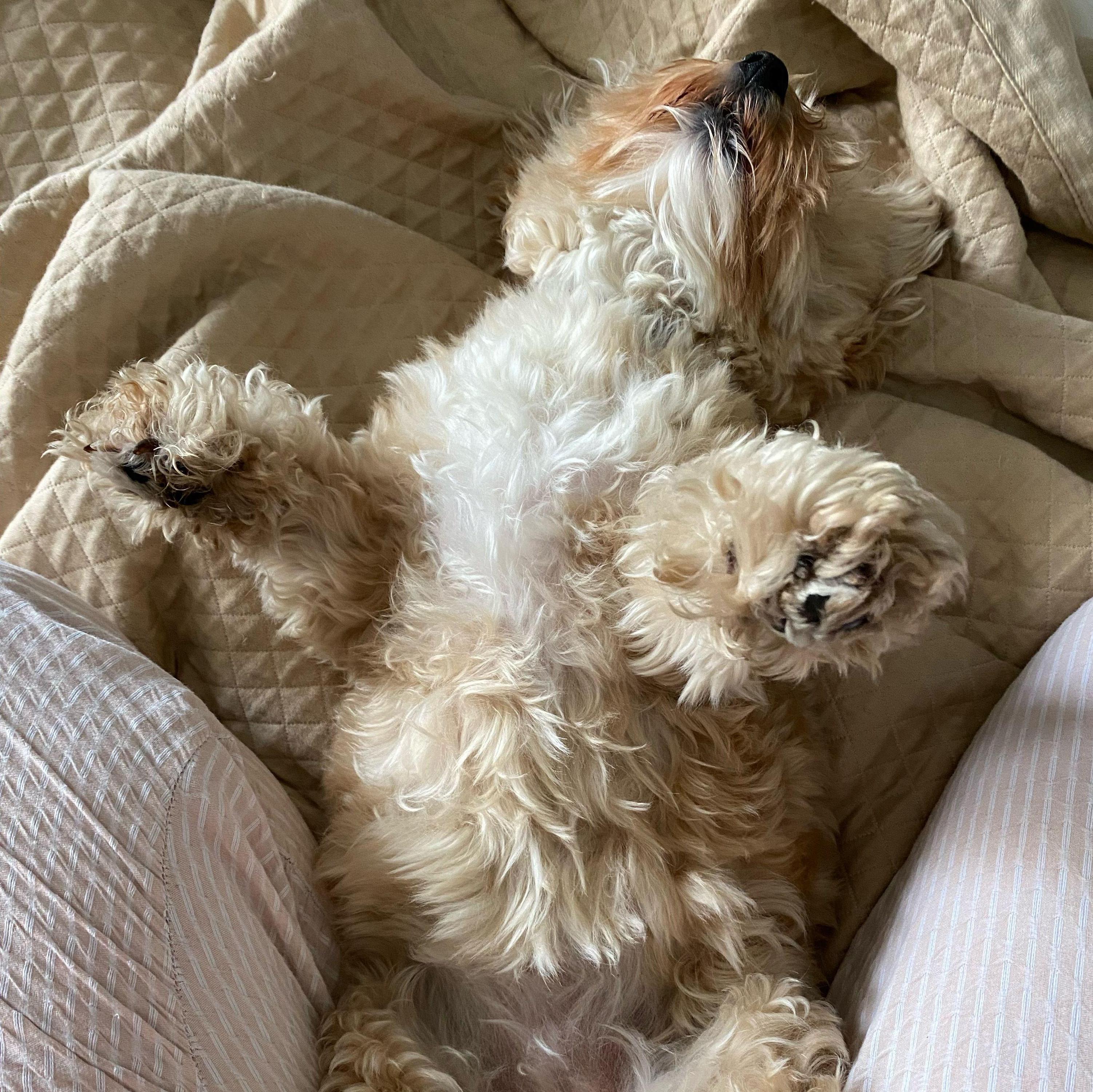 This is one tired puppy.